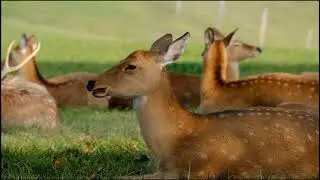 The Private Life of Deer - Amazing Nature Documentary (HD