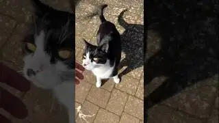 Story of cats becoming domesticated