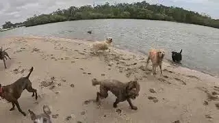 Eight crazy dog at the beach
