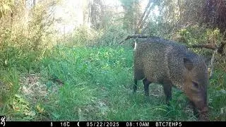 Monkeys Raise Alarm as Puma Moves Through the Forest