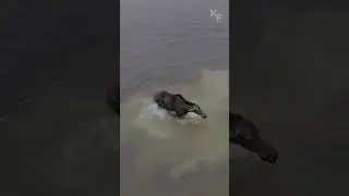 Как лосиха переиграла волка