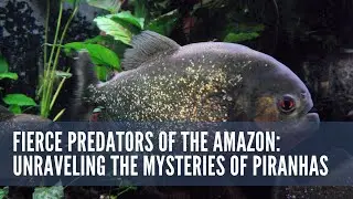 Fierce Predators of the Amazon Unraveling the Mysteries of Piranhas #animal #fish #piranha #amazon