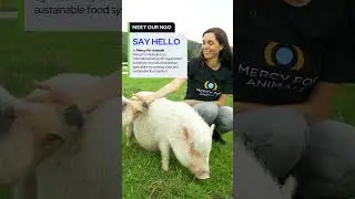 Big Pig! | Mercy For Animals #nonprofit #MercyForAnimals #shorts