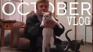CAT SITTING + Taco Bell 🔔 #vlog 