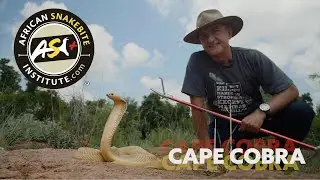 Смертельная дюжина &mdash; Cape Cobra (Naja nivea)
