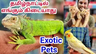 Exotic pets | செல்லப்பிராணிகளா இது ?| Exotic animals | Pet shop | Namma MKG | low price pet therapy
