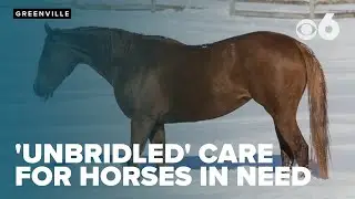 Unbridled giving for an equine cause