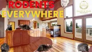 Rodents are Everywhere in Brisbane Australia