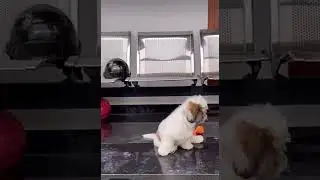 🐶🐶Mumbai ka cute  super dog🐶🐶@MUMBAI-LIFE 🇮🇳🇮🇳🇮🇳