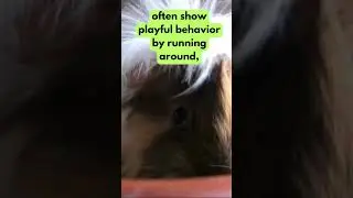 💫 Peruvian guinea pig No.14 #shorts