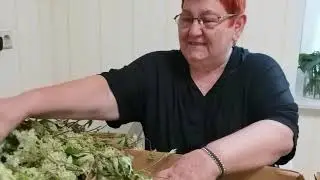 ЧЕРТОГРЫЗ ЛЕКАРСТВЕННЫЙ | Filipendula ulmaria. / 164