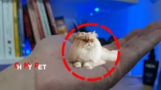 10 smallest cat breeds In The World
