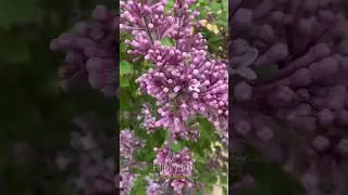 Bloomerang Purple Lilac #shorts