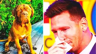 This is What Happened to Messi' dog - Hulk 😭