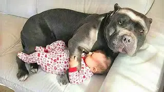 Cutest Giant Dogs Protecting Babies Like Their Own Puppies | Funny Dog and Human Videos
