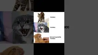 meow irl_175 #petcompilation  #dogvideos  #cats