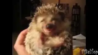 Прикольные зверушки.