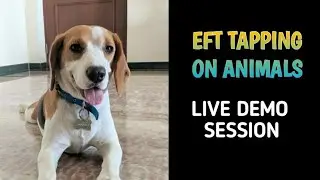 EFT TAPPING FOR PETS AND ANIMALS | SURROGATE TAPPING | ENGLISH | LIVE DEMO