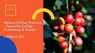 Helena Coffee Vietnam - Specialty Coffee Processing & Export | Helena JSC