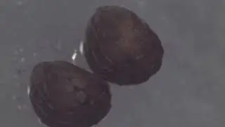 Dissection of a Perilla (紫蘇) seed