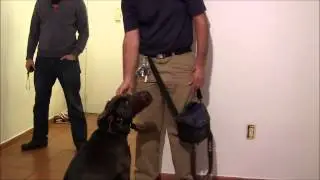 Aggressive dog viciously ATTACKS Master Dog Trainer Richard Heinz(which turns into love affair!)