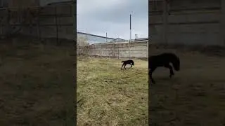 Cute little pony run running
