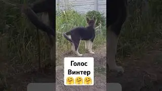 ВЕО Goldaward Winter 3 мес .Голосочек🤗 #вео #восточноевропейскаяовчарка #goldaward #щеноквео  #голос