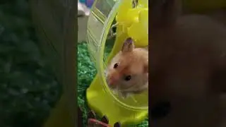 I&rsquo;ve Never Seen a Hamster Run This Much #hamster