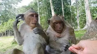 Feed Sweet Pea and Jack some food, Sweet Pea and me, Update Sweet Pea june 2019 | monkey Sweet Pea