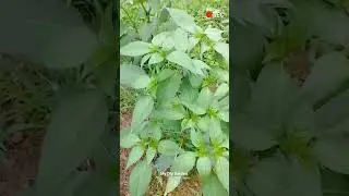 How I spray my pepper plants to prevent pests #garden #beautiful #chili