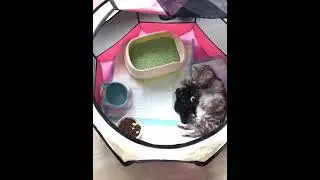 Portable Folding Pet Tent Dog House Octagonal Cage For Cat Tent Playpen Puppy Kennel Easy Operation