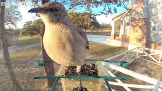 You&rsquo;ve Never Seen a Northern Mockingbird This Close