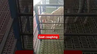 Goat coughing|PPR|pneumonia|pulmonary odema|lungs infection| #vet #animals #goat #medicalprocedure