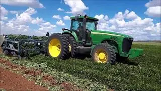 peanut harvest 2018