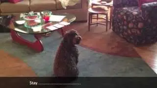 Georgia, the amazing labradoodle! Dog Tricks