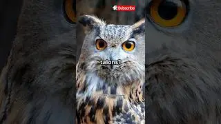 The Great Horned Owl&rsquo;s Piercing Gaze Will Leave You Speechless! 🦉#facts #wildlife #shorts