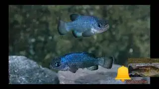The rarest fish in the world 😲( Devil's hole pup fish )devil's hole documentary