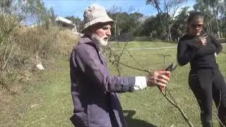 1842 ) - POMAR DE UM ANO É FÁCIL COM ESSAS DICAS DE PODA - PIEDADE SP.
