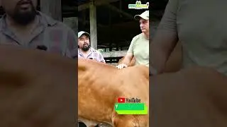 Fundo Don Andr&eacute;s- Brahman Rojo en Per&uacute;