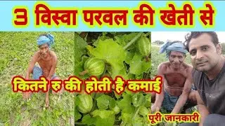 How much money will you earn from 3 Biswa Parwal farming? How much money will you get from Parwal farming?
