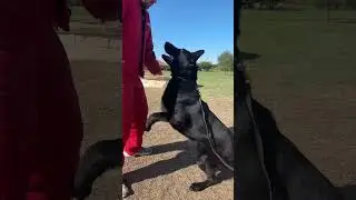 Fully trained executive protection dog guarding bad guy #protectiondog #germanshepherd