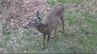 Pregnant Deer Grazing
