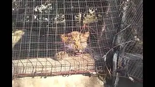 DJ.DEB.USA, & NEW AMUR LEOPARD 🐆🐾🐆 CUBS WITH OUR NEW SNOW LEOPARD AT STLZOO 10/2022