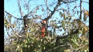 Pellenc Selion M12 Handheld Electric Chainsaw