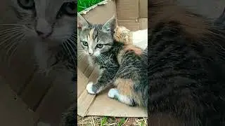 #Котики🐈#Котейка#Тигра😽#cats #catshorts #cat#catsofyoutube 12 октября #2025 г.