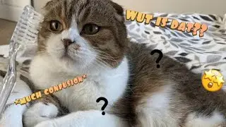 brush your cat with a damp toothbrush to remind them of their mother TREND! *FUNNY*