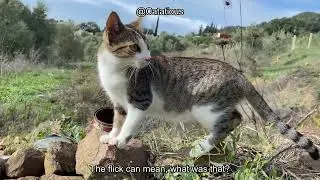 Why Do Cats Flick Their Ears? Understanding Feline Behavior and Communication Secrets