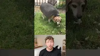 90-Pound Beagle's Weight-Loss Transformation