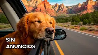 12 Horas de M&uacute;sica Relajante para Perros en Viajes por Carretera (Calma en el Auto)
