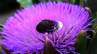 Gorgeous beautiful & colorful flowers (HD1080p)